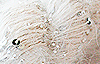 Beaded Mohair with Sequins color 250s