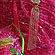 Be Sweet Ribbon Ball in Bouquet