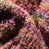 Wool Boucle Yarn Plum