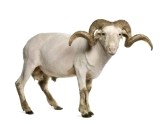 Arles Merino Wool Sheep after shearing
