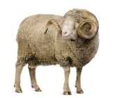 Arles Merino Wool Sheep before shearing