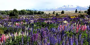 Iceland Flowers