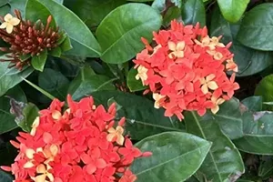 Ixora Blossoms