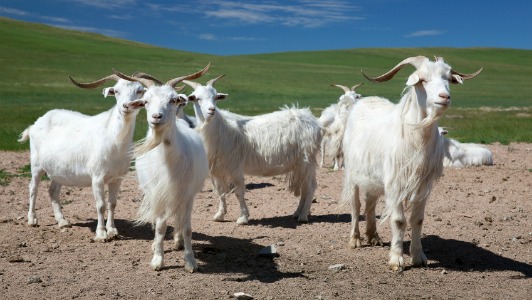 mongolian cashmere goats