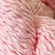 farfalla organic cotton